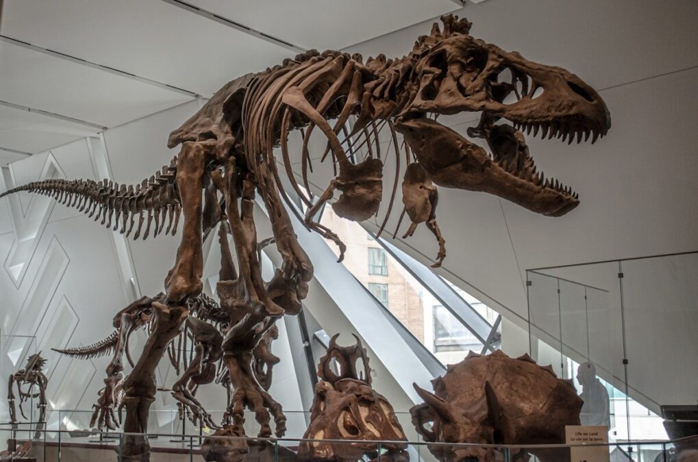 TikTok launches “Museums Come Alive” LIVE series with creator and museum partnerships for International Museum Day on May 18